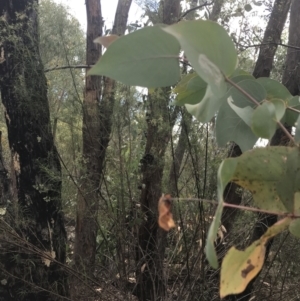 Eucalyptus dives at Farrer, ACT - 12 Feb 2022