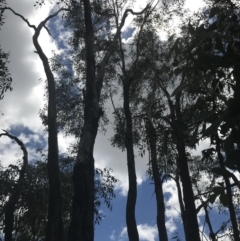 Eucalyptus dives at Farrer, ACT - 12 Feb 2022