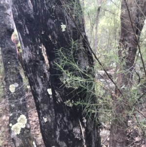 Eucalyptus dives at Farrer, ACT - 12 Feb 2022