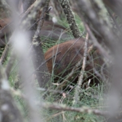Sus scrofa (Feral Pig) at Paddys River, ACT - 9 Feb 2022 by SWishart