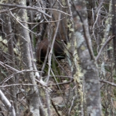 Sus scrofa at Paddys River, ACT - suppressed