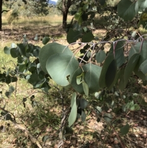 Eucalyptus polyanthemos subsp. polyanthemos at Farrer, ACT - 12 Feb 2022