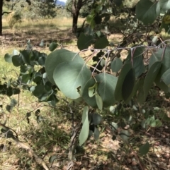 Eucalyptus polyanthemos subsp. polyanthemos (Red Box) at Farrer Ridge - 12 Feb 2022 by Tapirlord