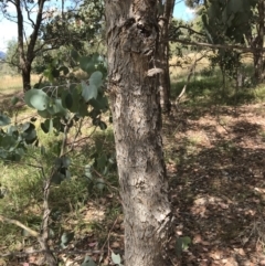 Eucalyptus polyanthemos subsp. polyanthemos at Farrer, ACT - 12 Feb 2022