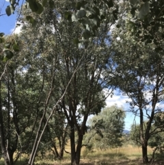 Eucalyptus polyanthemos subsp. polyanthemos at Farrer, ACT - 12 Feb 2022 11:57 AM