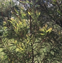 Acacia rubida (Red-stemmed Wattle, Red-leaved Wattle) at Farrer, ACT - 12 Feb 2022 by Tapirlord