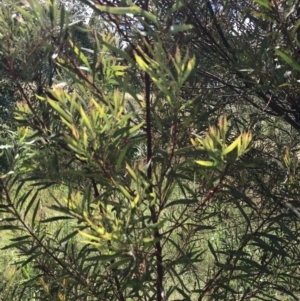 Acacia rubida at Farrer, ACT - 12 Feb 2022