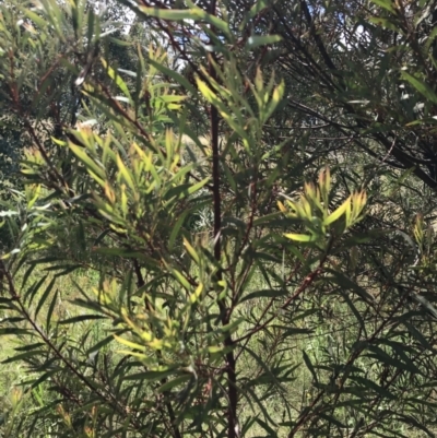 Acacia rubida (Red-stemmed Wattle, Red-leaved Wattle) at Farrer Ridge - 12 Feb 2022 by Tapirlord