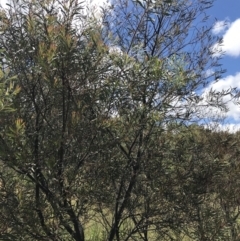 Acacia rubida at Farrer, ACT - 12 Feb 2022