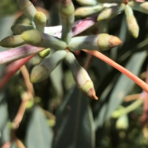 Eucalyptus nortonii at Farrer Ridge - 12 Feb 2022