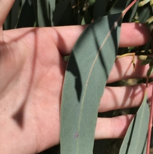 Eucalyptus nortonii at Farrer Ridge - 12 Feb 2022