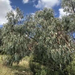 Eucalyptus nortonii at Farrer Ridge - 12 Feb 2022