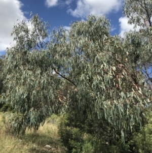 Eucalyptus nortonii at Farrer, ACT - 12 Feb 2022