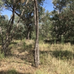 Eucalyptus nortonii at Farrer Ridge - 12 Feb 2022
