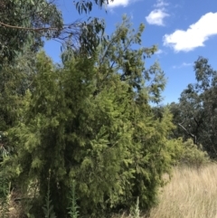 Exocarpos cupressiformis (Cherry Ballart) at Farrer, ACT - 12 Feb 2022 by Tapirlord