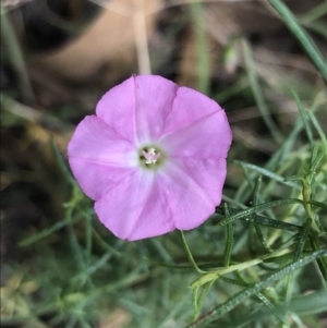 Convolvulus angustissimus subsp. angustissimus at Farrer, ACT - 12 Feb 2022