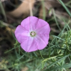 Convolvulus angustissimus subsp. angustissimus (Australian Bindweed) at Farrer, ACT - 12 Feb 2022 by Tapirlord