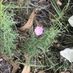 Convolvulus angustissimus subsp. angustissimus at Farrer, ACT - 12 Feb 2022