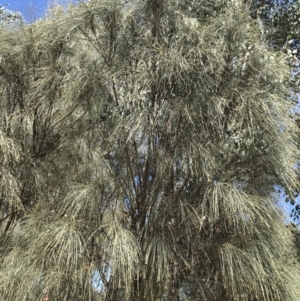 Allocasuarina verticillata at Farrer, ACT - 12 Feb 2022