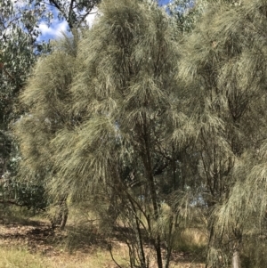 Allocasuarina verticillata at Farrer, ACT - 12 Feb 2022