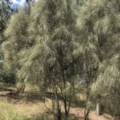 Allocasuarina verticillata at Farrer, ACT - 12 Feb 2022