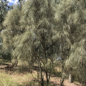 Allocasuarina verticillata at Farrer, ACT - 12 Feb 2022