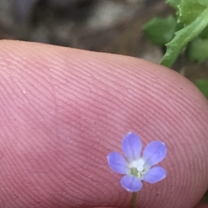 Wahlenbergia multicaulis at Farrer, ACT - 12 Feb 2022 11:39 AM