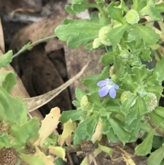 Wahlenbergia multicaulis at Farrer, ACT - 12 Feb 2022 11:39 AM