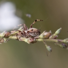 Cyclosa fuliginata (species-group) (An orb weaving spider) at Cotter River, ACT - 9 Feb 2022 by SWishart
