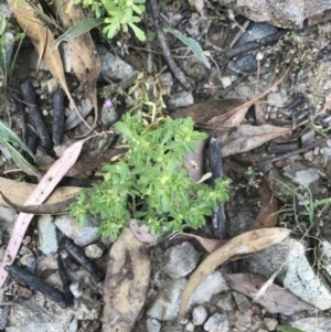 Centipeda cunninghamii at Farrer, ACT - 12 Feb 2022