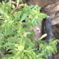 Centipeda cunninghamii at Farrer, ACT - 12 Feb 2022