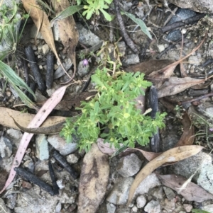 Centipeda cunninghamii at Farrer, ACT - 12 Feb 2022