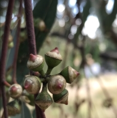 Eucalyptus blakelyi (Blakely's Red Gum) at Farrer Ridge - 12 Feb 2022 by Tapirlord