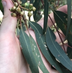 Eucalyptus blakelyi at Farrer Ridge - 12 Feb 2022 11:35 AM