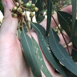 Eucalyptus blakelyi at Farrer Ridge - 12 Feb 2022