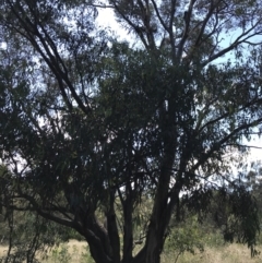 Eucalyptus blakelyi at Farrer Ridge - 12 Feb 2022