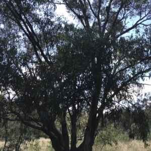 Eucalyptus blakelyi at Farrer Ridge - 12 Feb 2022 11:35 AM