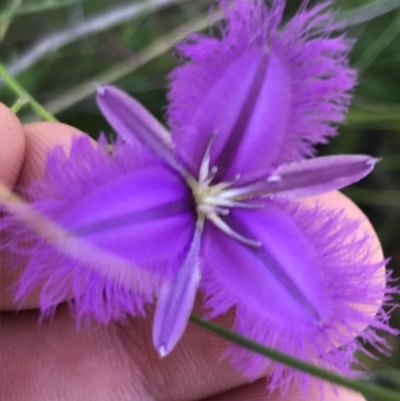 Thysanotus tuberosus subsp. tuberosus (Common Fringe-lily) at Farrer, ACT - 12 Feb 2022 by Tapirlord