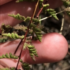 Cheilanthes sieberi subsp. sieberi (Narrow Rock Fern) at Farrer Ridge - 12 Feb 2022 by Tapirlord