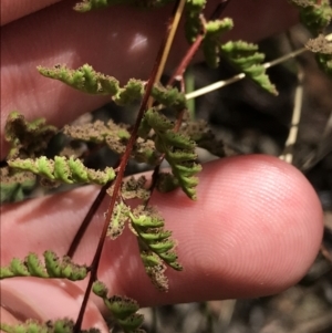 Cheilanthes sieberi subsp. sieberi at Farrer, ACT - 12 Feb 2022 11:21 AM