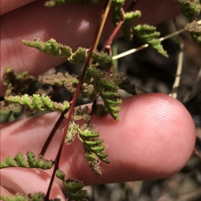 Cheilanthes sieberi subsp. sieberi (Mulga Rock Fern) at Farrer, ACT - 12 Feb 2022 by Tapirlord