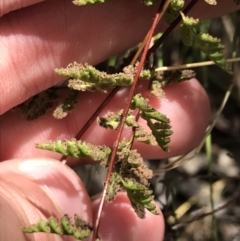 Cheilanthes sieberi subsp. sieberi at Farrer, ACT - 12 Feb 2022