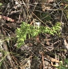 Cheilanthes sieberi subsp. sieberi at Farrer, ACT - 12 Feb 2022 11:21 AM