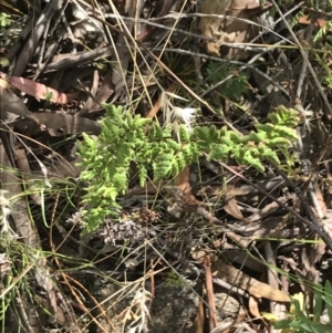 Cheilanthes sieberi subsp. sieberi at Farrer, ACT - 12 Feb 2022 11:21 AM