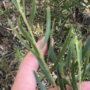 Acacia lanigera var. lanigera at Farrer, ACT - 12 Feb 2022