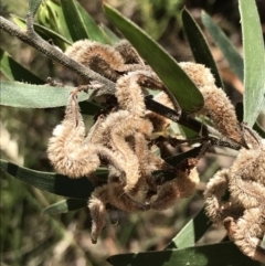 Acacia lanigera var. lanigera at Farrer, ACT - 12 Feb 2022