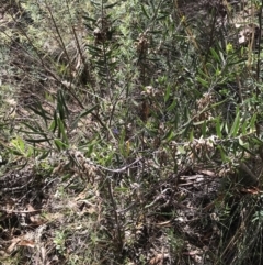 Acacia lanigera var. lanigera at Farrer, ACT - 12 Feb 2022