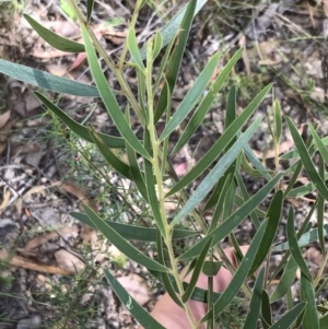 Acacia lanigera var. lanigera at Farrer, ACT - 12 Feb 2022