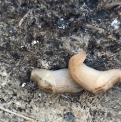 Ambigolimax sp. (valentius and waterstoni) (Striped Field Slug) at Farrer, ACT - 12 Feb 2022 by Tapirlord