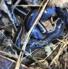 Caenoplana coerulea (Blue Planarian, Blue Garden Flatworm) at Farrer Ridge - 12 Feb 2022 by Tapirlord